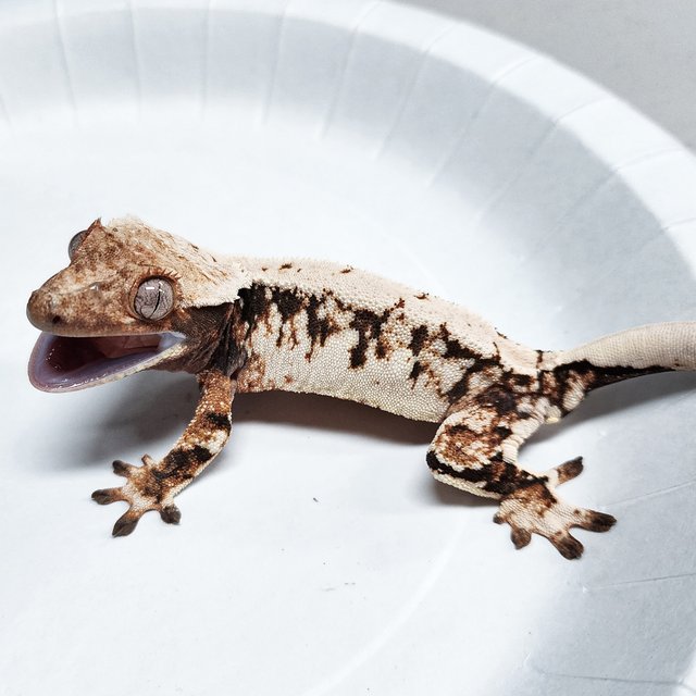 Tri Extreme Harlequin