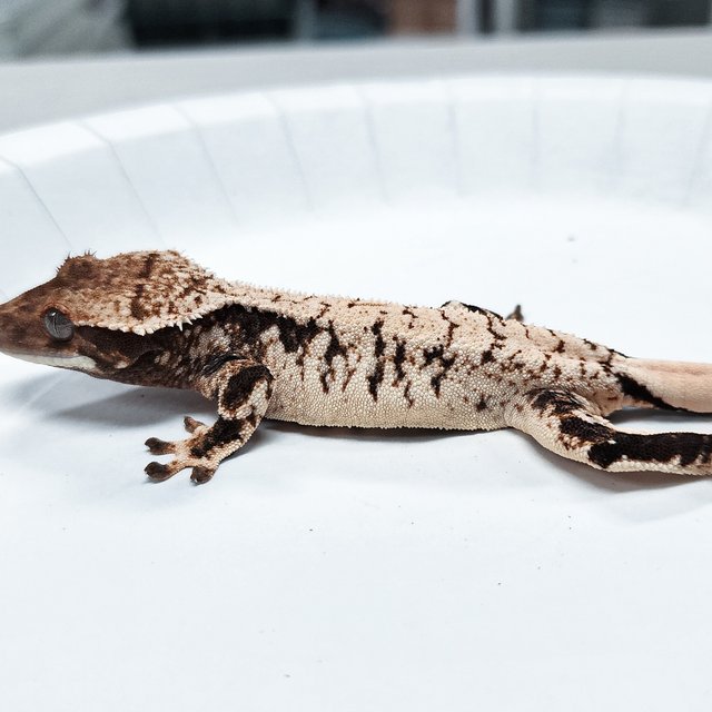 Tri Extreme Harlequin
