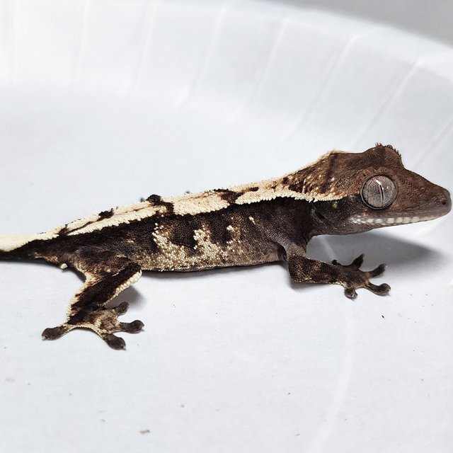 100% Het Axanthic Sable