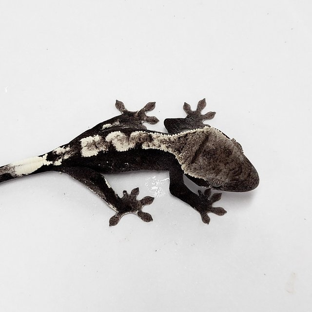 Sable Axanthic