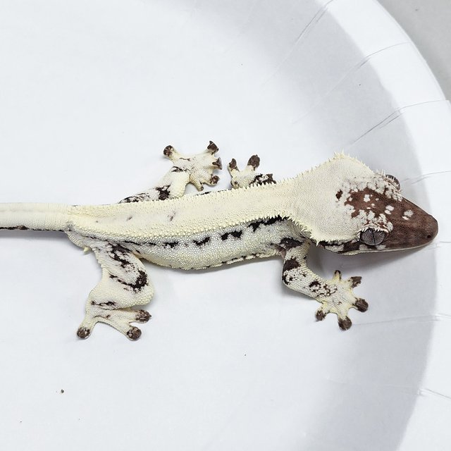 Full Pinstripe LW Sable
