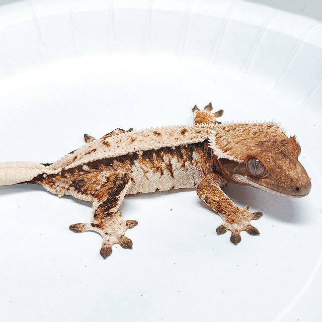 Tri Extreme Harlequin