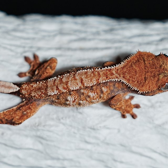 트라이 익스트림할리퀸