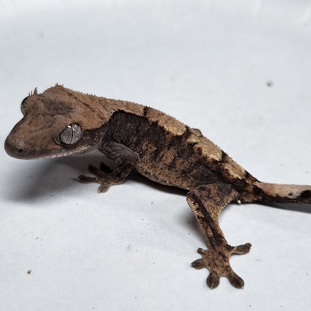 100% Het Axanthic Sable
