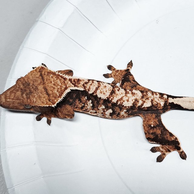 Tri Extreme Harlequin