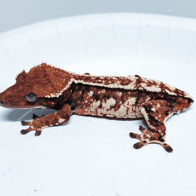 Tri Extreme Harlequin