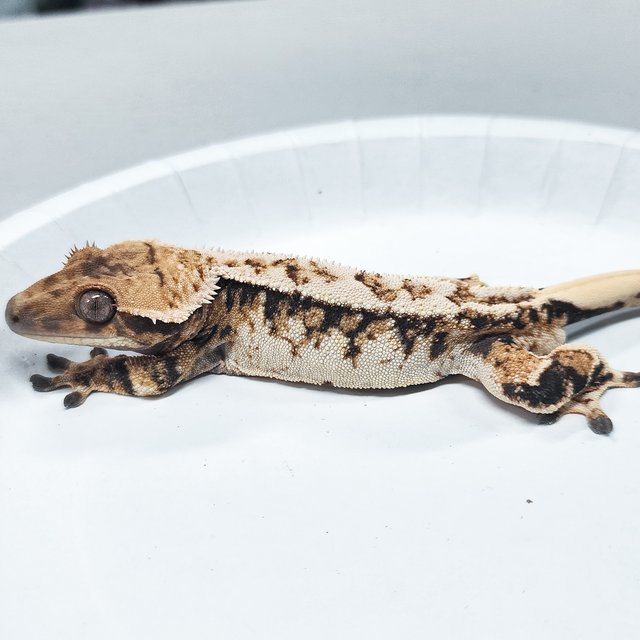 Tri Extreme Harlequin