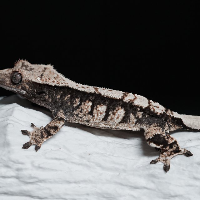 트라이 익스트림할리퀸