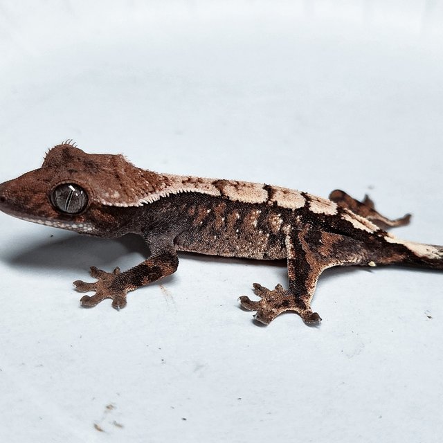 100% Het Axanthic Sable