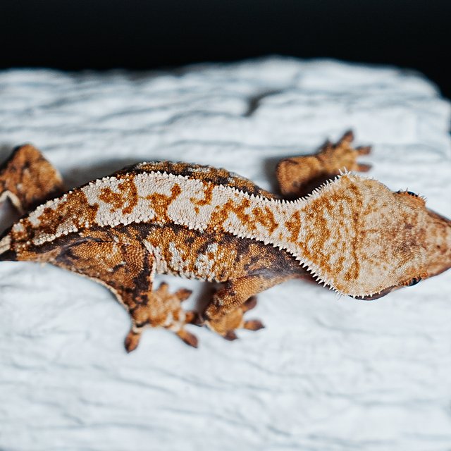 트라이 익스트림할리퀸