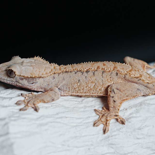 트라이 익스트림할리퀸