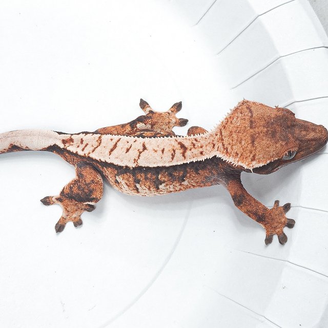 Extreme Harlequin Tri
