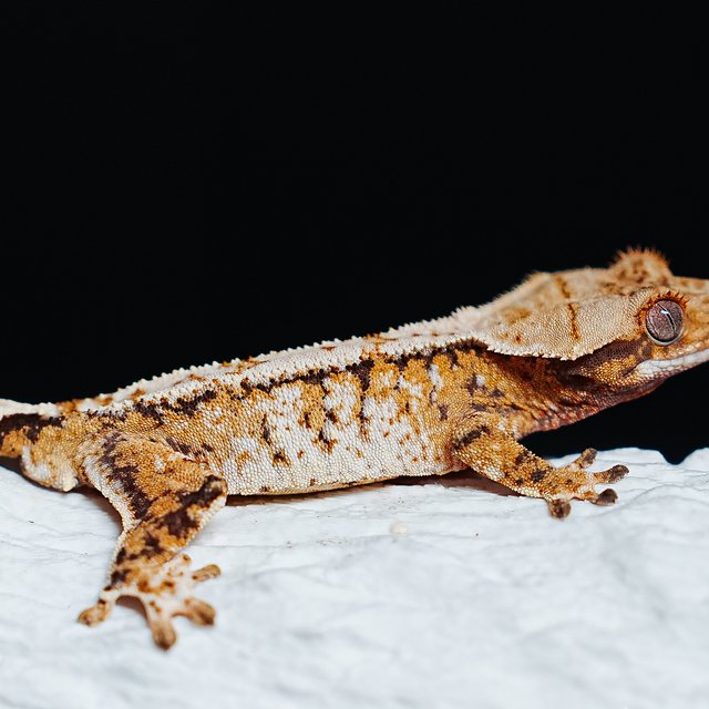 트라이 익스트림할리퀸