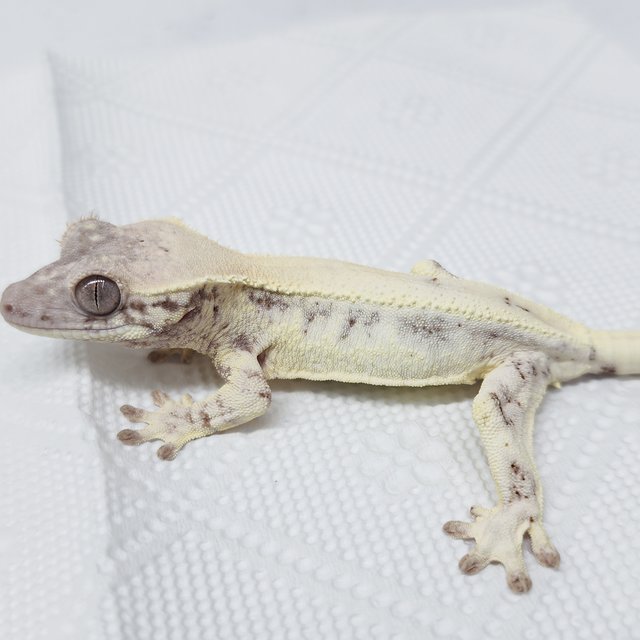 풀핀 릴리 세이블