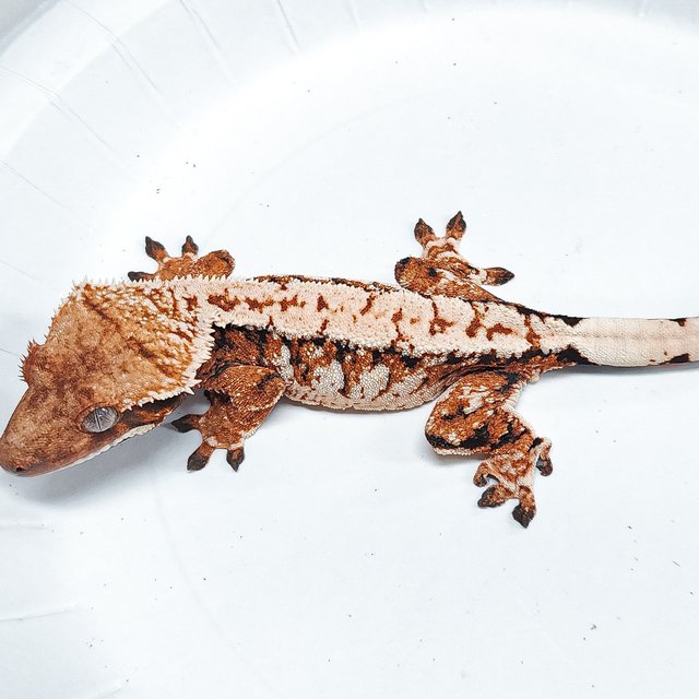 Tri Extreme Harlequin