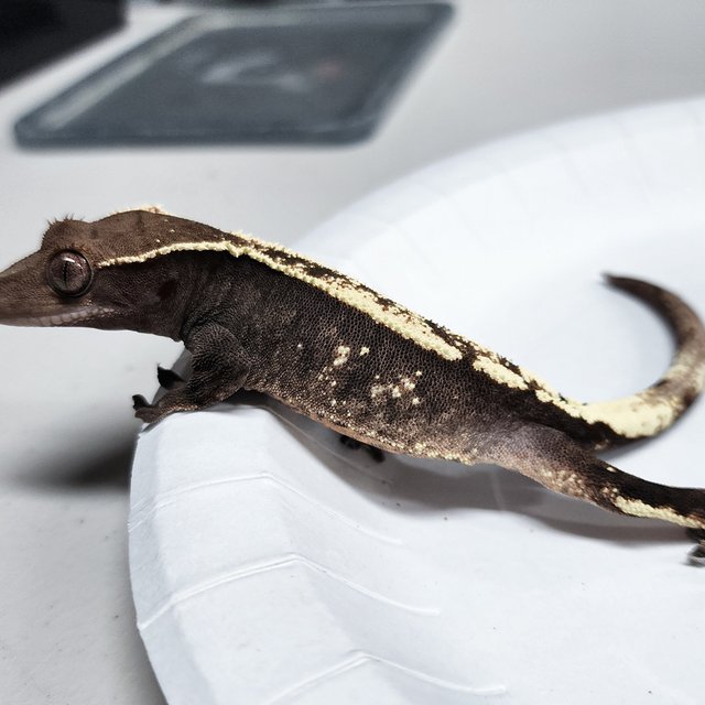 Sable 100% Het Axanthic