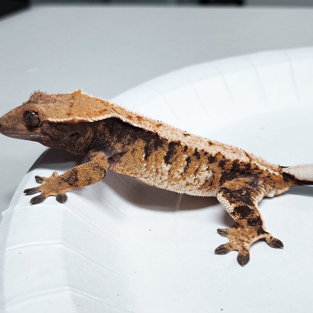 Tri Extreme Harlequin