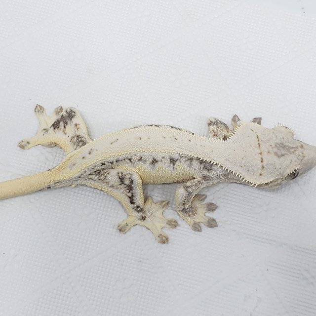 풀핀 릴리화이트