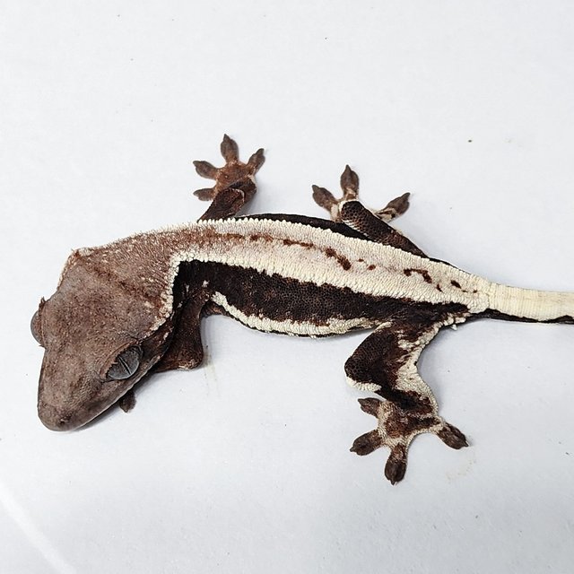 LW Sable 100% Het Axanthic