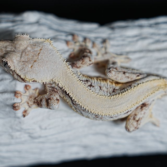 풀핀 솔리드백 릴리화이트