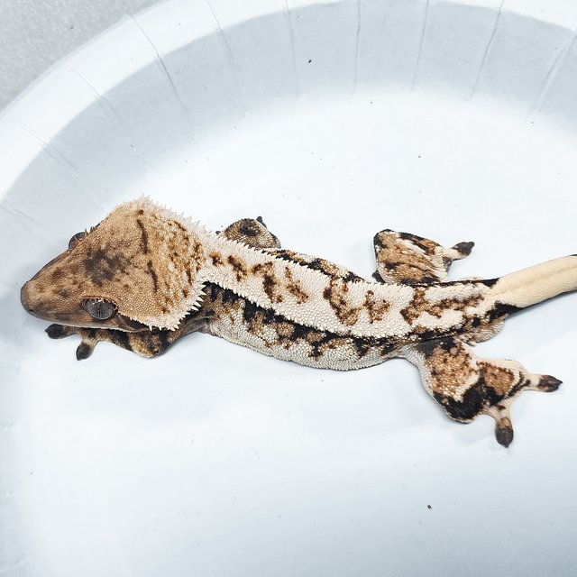 Tri Extreme Harlequin