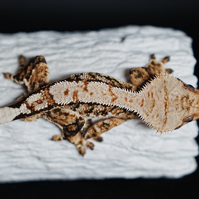 트라이 익스트림할리퀸