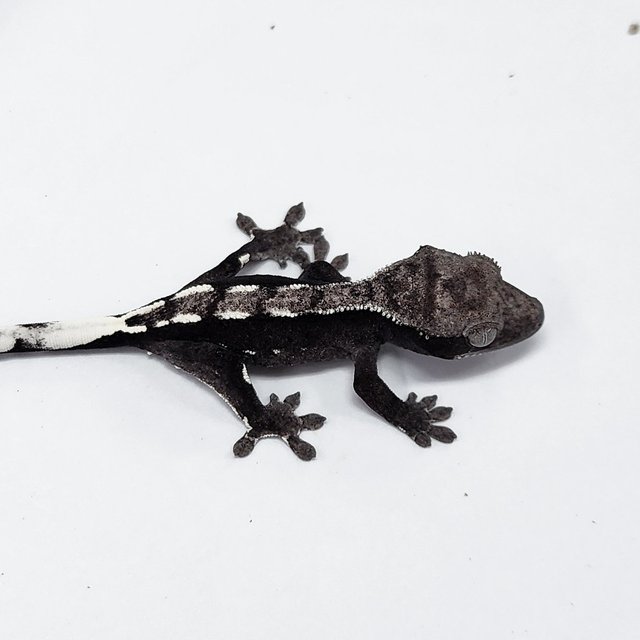 Axanthic