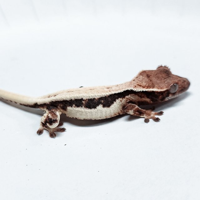 Lilly 100% Het Axanthic