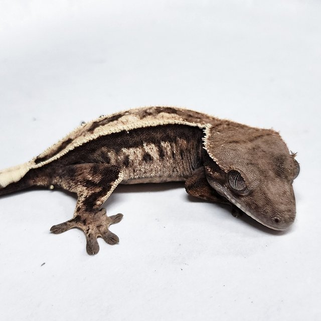 100% Het Axanthic Sable