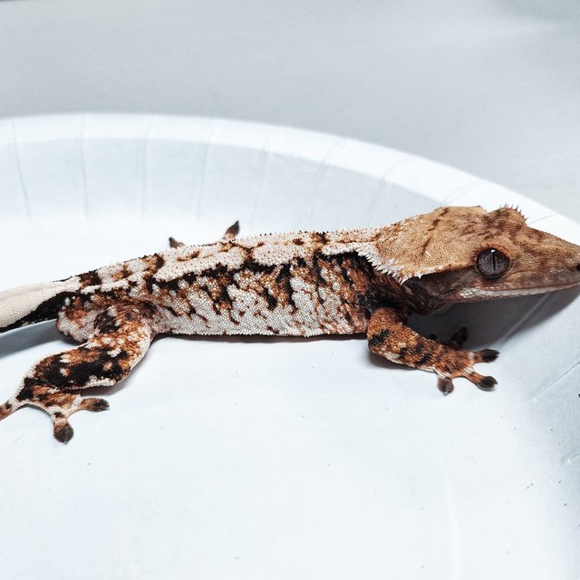 Tri Extreme Harlequin