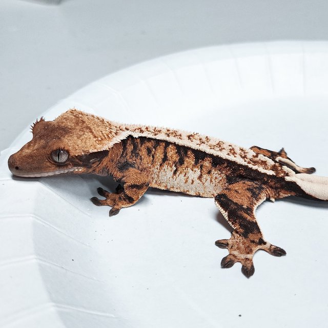 Tri Extreme Harlequin