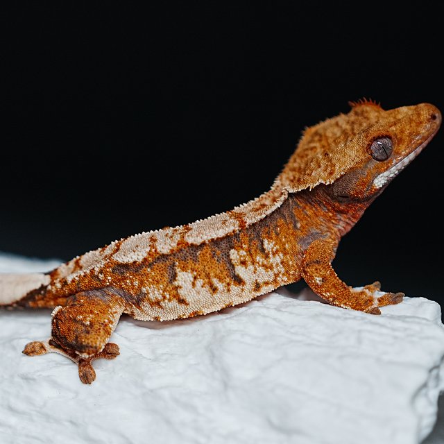 트라이 익스트림할리퀸