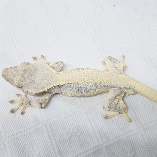 풀핀 릴리화이트