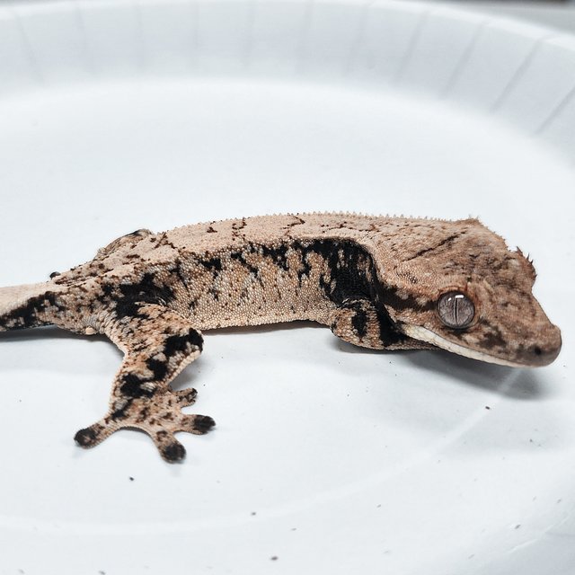 Tri Extreme Harlequin