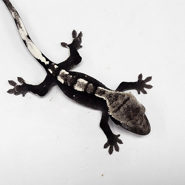 Sable Axanthic