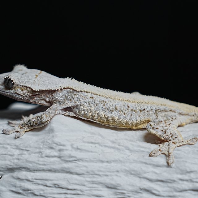 풀핀 솔리드백 릴리화이트