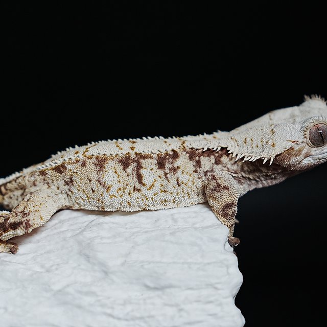 Tri Extreme Harlequin