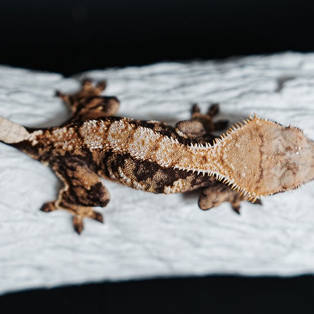 트라이 익스트림할리퀸