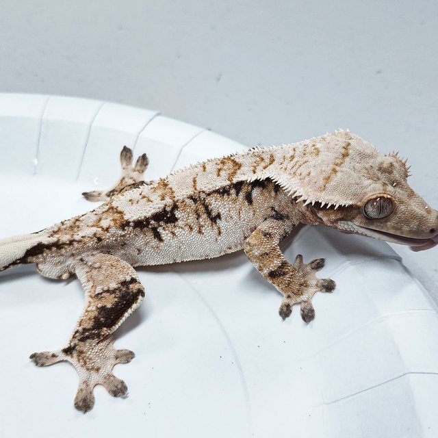 Tri Extreme Harlequin