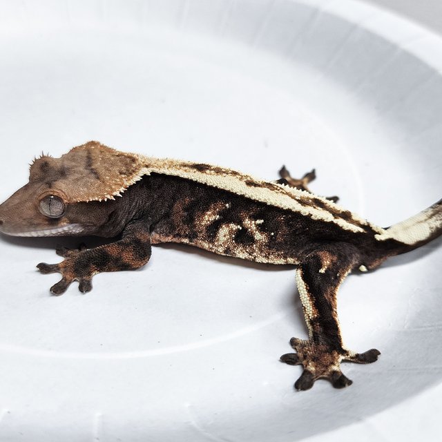 100% Het Axanthic Sable