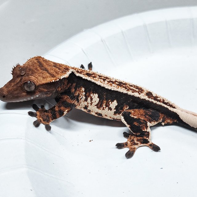 Full Pinstripe Tri Extreme Harlequin