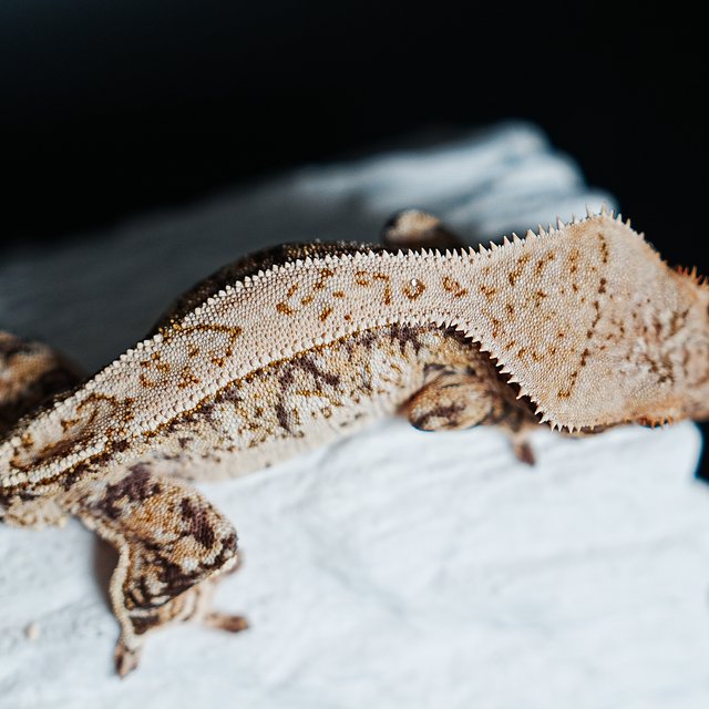 트라이 익스트림할리퀸