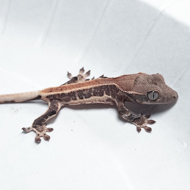 100% Het Axanthic Lilly White