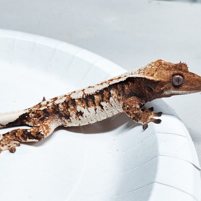 Tri Extreme Harlequin