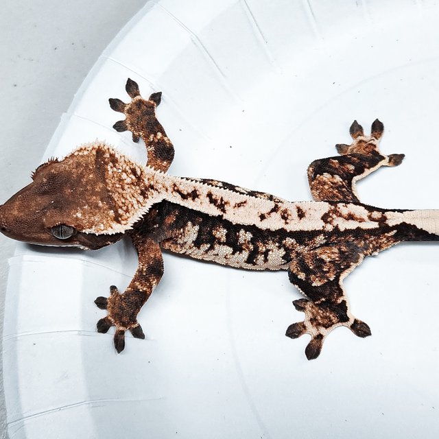 Tri Extreme Harlequin