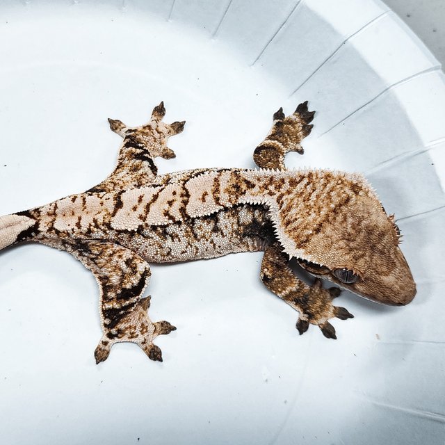 Tri Extreme Harlequin