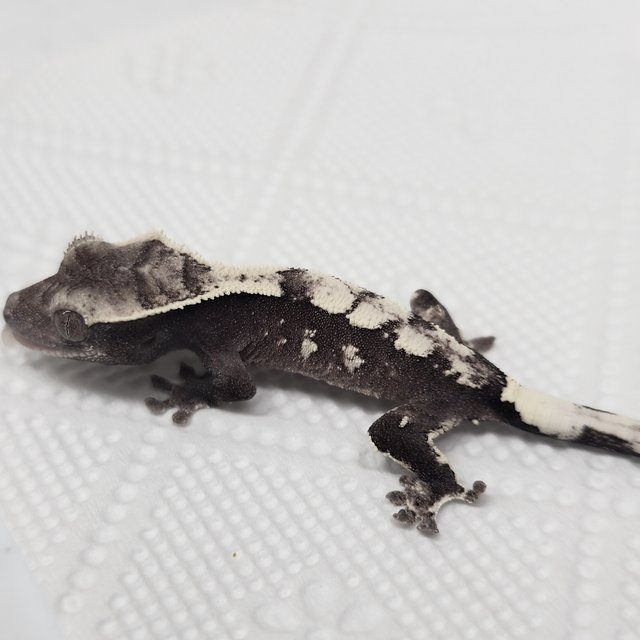 Sable Axanthic