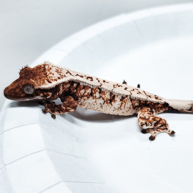 Tri Extreme Harlequin