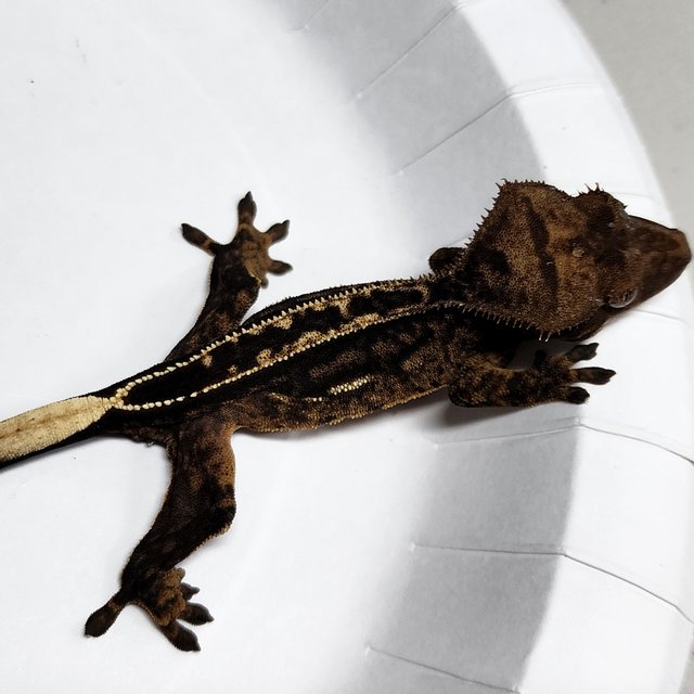 100% Het Axanthic