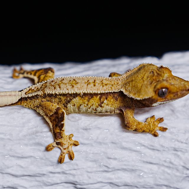 Tri Extreme Harlequin